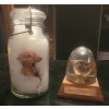 Image 1 : Collection of Preserved Rattlesnake Head & Mummified Fetal Piglet 