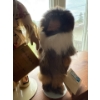 Image 2 : Indigenous Porcelain Doll Collection Incl. Memeluck Fur Doll CO. Doll, Buffalo Child, Little Flower