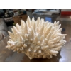 Image 3 : Coral 10x8x7 amazing piece of coral form the depths of the ocean 