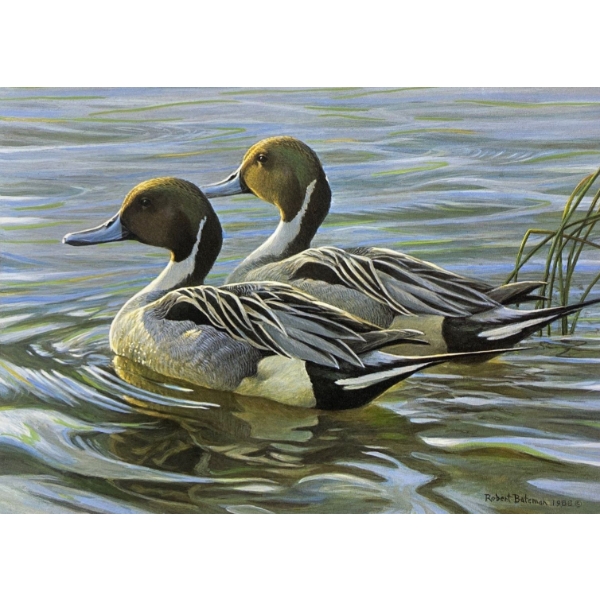 Robert Bateman "Pintails in Spring" Signed Wildlife Habitat Canada Print