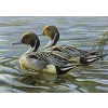 Image 1 : Robert Bateman "Pintails in Spring" Signed Wildlife Habitat Canada Print