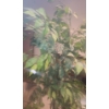 Image 5 : Unholstered Chair 35 W, 29 D, 36 T, Oval Mirror 18.5 x 26, Artificial Ficus Tree 