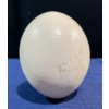 Image 1 : Ostrich Egg 6H (hollow) 