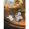 Image 3 : Butterfly Specimen Display Under Glass Dome