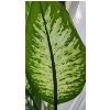 Image 5 : Large Natural Dieffenbachia Houseplant- Pot 16" Diameter, 15 T- Plant Over 5 Feet Tall