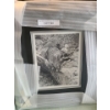 Image 2 : Raccoon Study by Carl Brenders Artist Proof 41/76 20 1/2 w 23 1/2 h