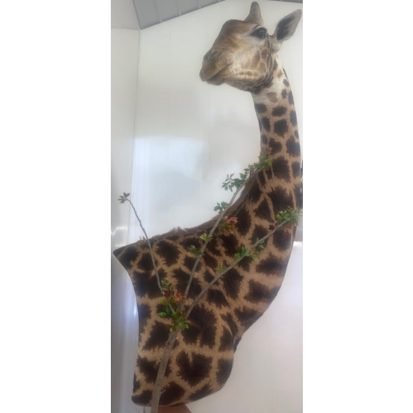 African Giraffe Torso 96T x 48W  x 48D