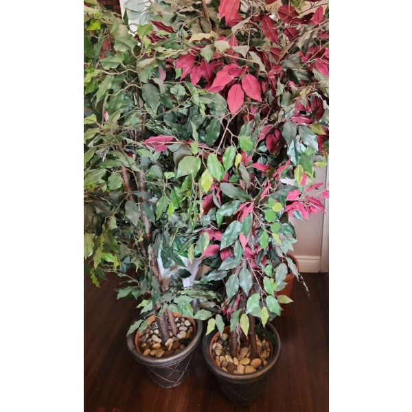 Set of 4 Artificial Ficus Plants 66 T (One Has Some Red Leaves)