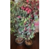 Image 1 : Set of 4 Artificial Ficus Plants 66 T (One Has Some Red Leaves)