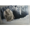 Image 3 : Print of Lynx, Artist: Robert Bateman, Framed Under Glass 41.5 X 28.5 