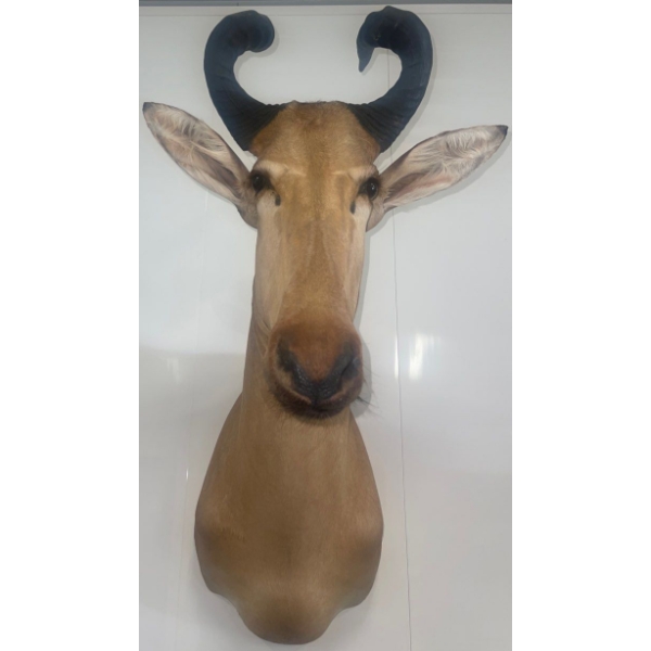 African Hartebeest 21W x 26D x 38T