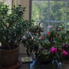 Image 2 : Christmas Cactus & Pair of Jade Plants & other Asst Decor