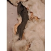 Image 9 : Taxidermy Polar Bear Rug (Severe Damage to Hyde) 85L