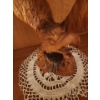Image 5 : Carved Wood Eagle 5.5 X 4.5 Base, 10.5 T 