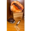 Image 2 : CYPRAECASSIS RUFA Sea Shell w/ Shadow Box Sand Art Figurines & More