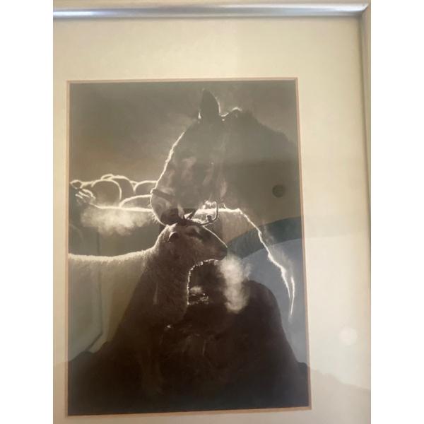 Untitled B&W photograph from "Luigi le berger", Marcel Imsand (Swiss photographer)10 x 12 