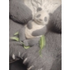 Image 2 : Adorable Die Cast Mama Panda Bear w/ Infant Panda 18T