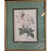 Image 4 : Vintage, Framed Botanical Prints Of Roses After The Original Illustrations 17''*22''INCHES