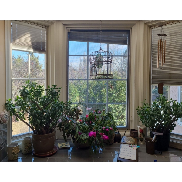 Christmas Cactus & Pair of Jade Plants & other Asst Decor