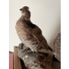 Image 3 : 2 taxidermy grouse