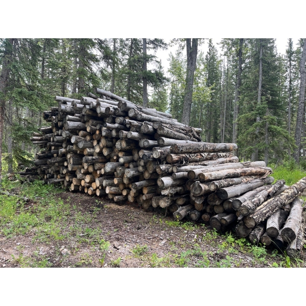 LARGE STACK OF LOGS FOR ALL YOUR FIRE WOOD NEEDS 
Average length of the logs are 10‘5“ average diame