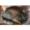 Image 8 : Two Sandicast Outdoor Cat Decor and One Ceramic Raccoon