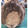 Image 5 : Whitetail Deer Shoulder Mount Taxidermy