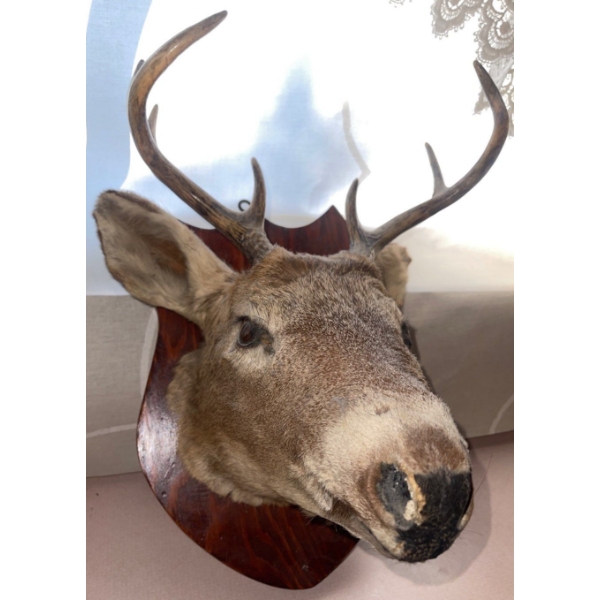 Deer Shoulder Mount - Taxidermy 22T