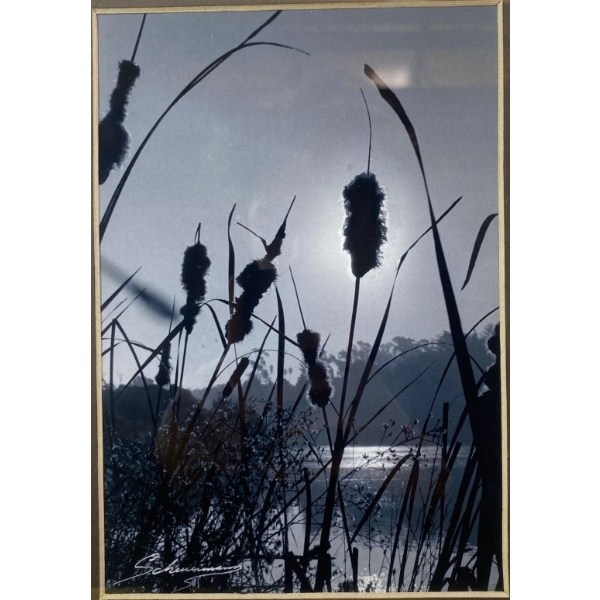 Striking Black and White Framed Photograph Print of Cattails
