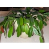 Image 5 : Healthy Christmas Cacti w/ 2 Large Decorative Canisters 12T