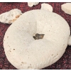 Image 11 : Coral and Fossil Fragments