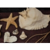 Image 4 : Seashells, Starfish, Lantern Parts, and Red Lantern