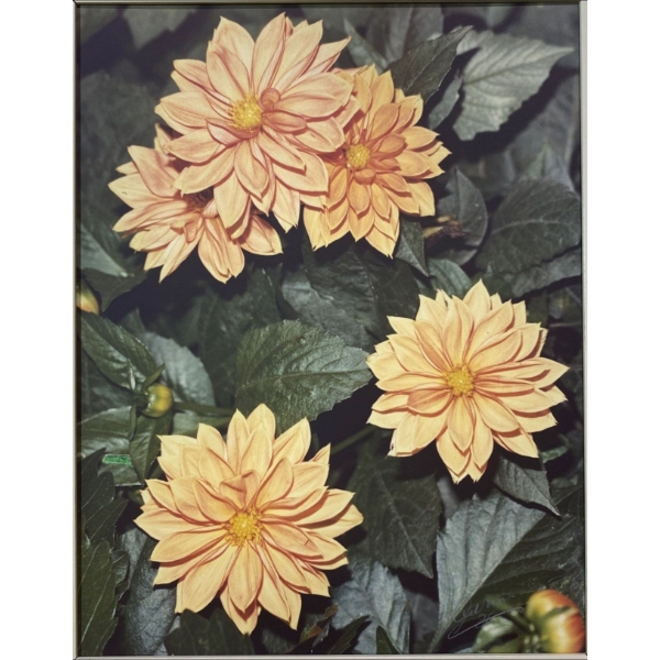Framed Image of Several Apricot-Orange Dahlias in Full Bloom- Signed.
