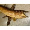 Image 2 : Taxidermy Pike 38L