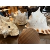 Image 4 : authentic conch, shells 4 in total with giant snail shell and small shell sailboat.