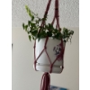 Image 3 : Pair of Living Potted Hanging Plants 