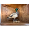 Image 2 : Mallard Duck mount with golden railway Spike
