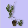 Image 2 : 7 ft Tall Real Umbrella Tree 