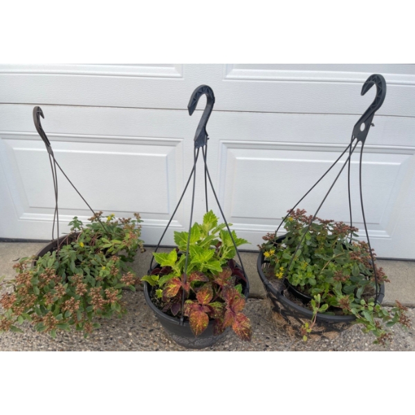3 Outdoor Plants in Hanging Baskets