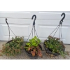 Image 1 : 3 Outdoor Plants in Hanging Baskets