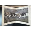 Image 2 : Alex Halliburton 3 Copies of Campbell River Collies 17.5Tx28.5W