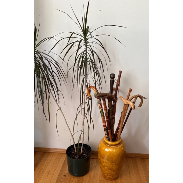 Lovely Potted Plant (Dragon Tree) w/ Large Dijon Vase Full of Collectible Walking Sticks Incl. 1966