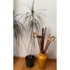 Image 1 : Lovely Potted Plant (Dragon Tree) w/ Large Dijon Vase Full of Collectible Walking Sticks Incl. 1966