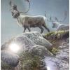 Image 1 : "George River Caribou" Framed Signed Print