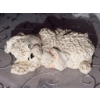 Image 9 : Poodle Figurines Collection