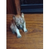 Image 2 : Dog Decor Collection 4T