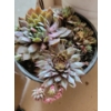 Image 2 : Live Succulent Garden #2 - 3 Large 2 Medium Sized Pots 