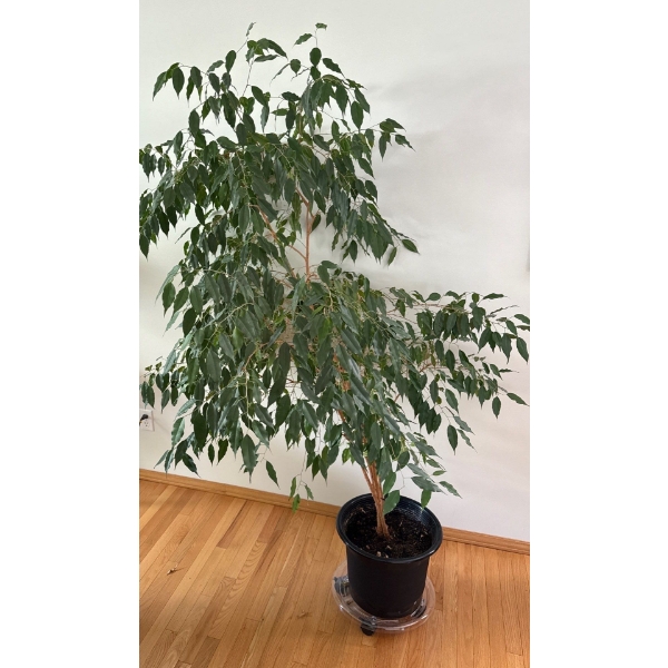 Large Potted Plant, 6 Ft Tall 