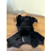 Image 12 : Furs - Baby Suit, Neck Warmer, Hats, and More 