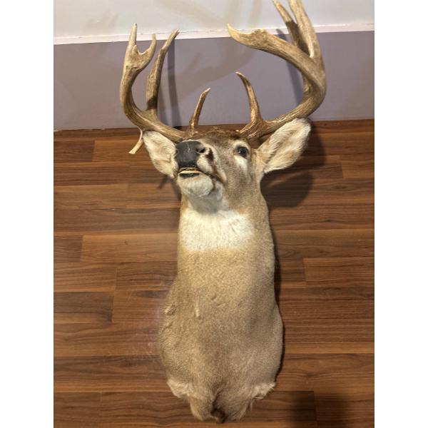 Deer Shoulder Mount Includes Tags and all Necessary paperwork .